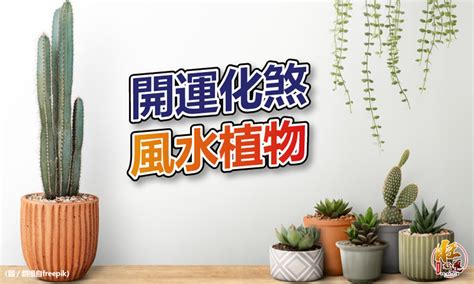 植栽風水|【風水特輯】化煞開運就靠它們！玄關、客廳、廚房、。